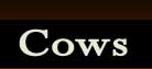 Cows