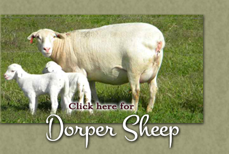 Dorper Sheep
